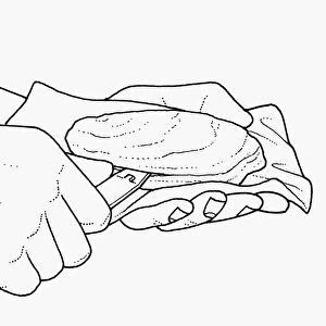 Black and white illustration using tin opener to open oyster shell opening