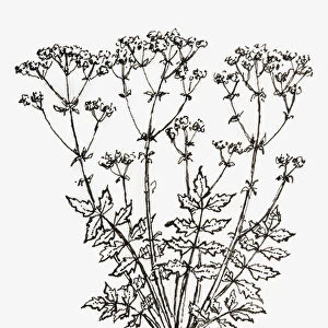 Black and white illustration of Valeriana officinalis (Valerian), plant with leaves and flower on long stems, and tangled roots