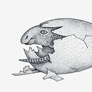 Black and white illustration of young Maiasaura dinosaur emerging from egg