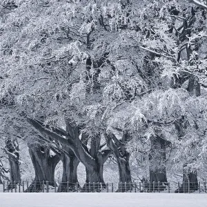 Black and White Image of Snow on Trees in Winter Black and White Image of Snow on Trees in Winter