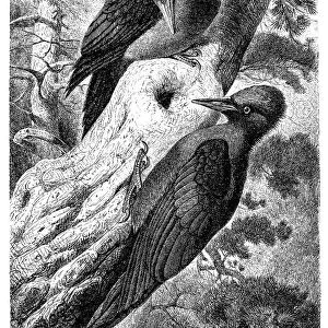 Black Woodpecker (Dryocopus Martius)