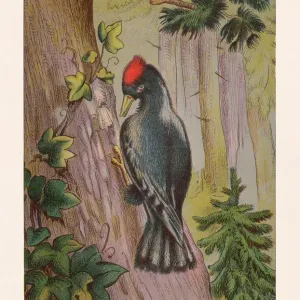 Black woodpecker (Dryocopus martius), chromolithograph, published in 1888