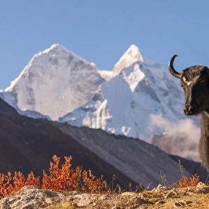 Black yak and Kantega mountain