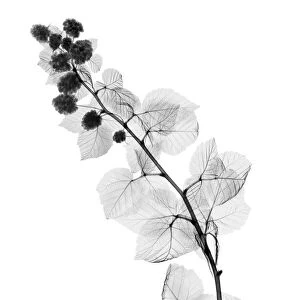 Blackberry plant, X-ray