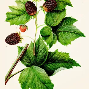 Blackberry Raspberry illustration 1892