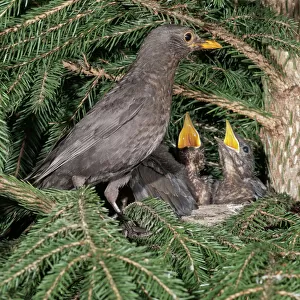 Blackbird -Turdus merula-, female perched on nest with nestlings, Untergroningen, Abtsgmuend, Baden-Wurttemberg, Germany