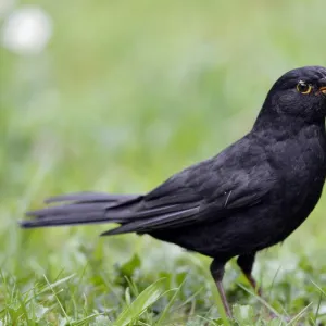 Blackbird -Turdus merula-, male, collecting insects in its beak