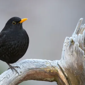 Blackbird -Turdus merula-, male, Tyrol, Austria