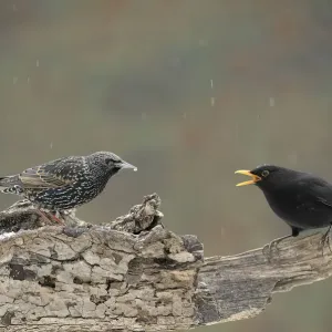 Blackbird Threatening European Starling Print