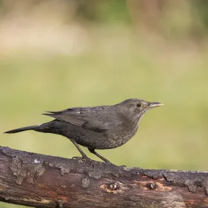 Blackbird Print, Tyrol Landscape Photography Blackbird Print, Tyrol Landscape Photography
