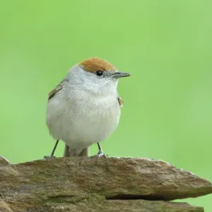 Blackcap (Sylvia atricapilla), female sitting on stone, songbirds, animals, birds, migratory bird, Siegerland, North Rhine-Westphalia, Germany Blackcap (Sylvia atricapilla), female sitting on stone, songbirds, animals, birds, migratory bird, Siegerland, North Rhine-Westphalia, Germany