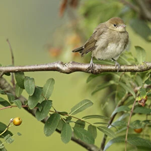 Blackcap -Sylvia atricapilla-, young bird perched on tree branch, waiting to be fed