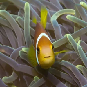 Blackfinned Anemonefish or Maldives Anemonefish -Amphiprion nigripes-, clownfish, Noonu Atoll, Maldives, Indian Ocean Blackfinned Anemonefish or Maldives Anemonefish -Amphiprion nigripes-, clownfish, Noonu Atoll, Maldives, Indian Ocean