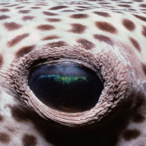 Nature & Wildlife Canvas Print Collection: Jeff Rotman Underwater Photography