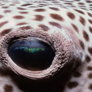 Blackspotted Pufferfish Eye