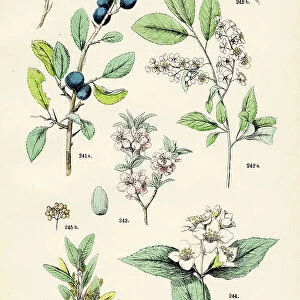 Blackthorn, european birdcherry, almond tree, sweet mockorange, allspice - Botanical illustration 1883