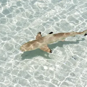 Blacktip Reef Shark -Carcharhinus melanopterus-, Kurendhoo Island, Lhaviyani Atoll, Maldives Blacktip Reef Shark -Carcharhinus melanopterus-, Kurendhoo Island, Lhaviyani Atoll, Maldives