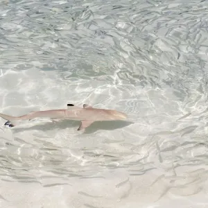 Blacktip Reef Shark -Carcharhinus melanopterus- chasing a school of fish in shallow water, Kurendhoo Island, Lhaviyani Atoll, Maldives Blacktip Reef Shark -Carcharhinus melanopterus- chasing a school of fish in shallow water, Kurendhoo Island, Lhaviyani Atoll, Maldives