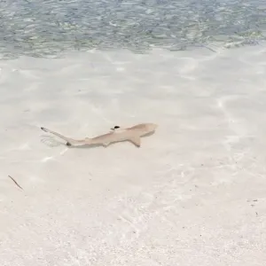 Blacktip Reef Shark -Carcharhinus melanopterus- in shallow water, Kurendhoo Island, Lhaviyani Atoll, Maldives Blacktip Reef Shark -Carcharhinus melanopterus- in shallow water, Kurendhoo Island, Lhaviyani Atoll, Maldives