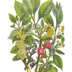 Bladder Nut, Spindle and Buckthorn Tree Victorian Botanical Illustration