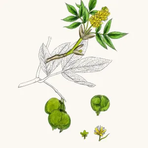 Bladdernut Tree Branch Print Bladdernut Tree Branch Print