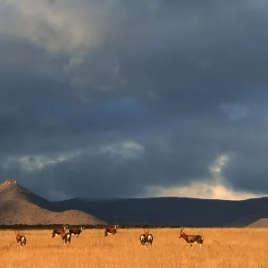 Blesbok (Damiliscus dorcas phillipsi) Herd on Open Karoo Landscape