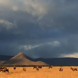 Blesbok (Damiliscus dorcas phillipsi) Herd on Open Karoo Landscape Blesbok (Damiliscus dorcas phillipsi) Herd on Open Karoo Landscape