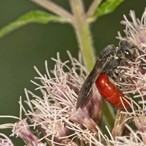 Blood Bee -Sphecodes albilabris- on Hemp-agrimony -Eupatorium cannabinum-, Baden-Wuerttemberg, Germany