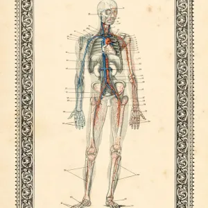 Blood circulation human anatomy drawing 1896 Blood circulation human anatomy drawing 1896