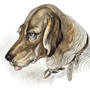Blood hound dog engraving 1840