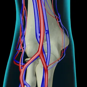 The blood supply of the elbow