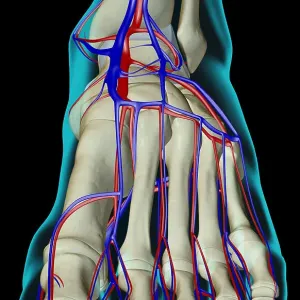 The blood supply of the foot