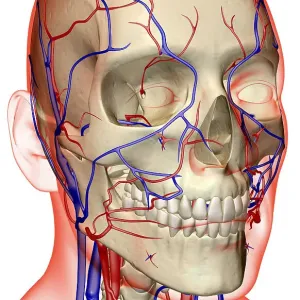 The blood supply of the head and neck