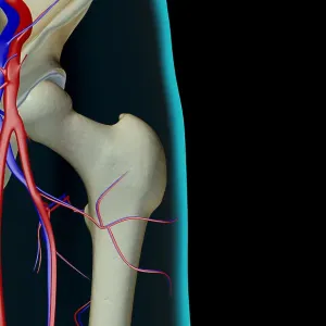 The blood supply of the hip