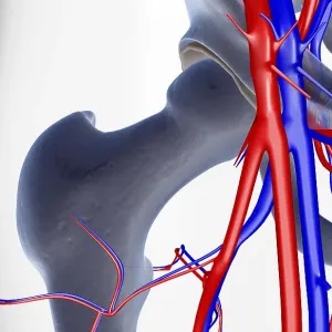 The blood supply of the hip