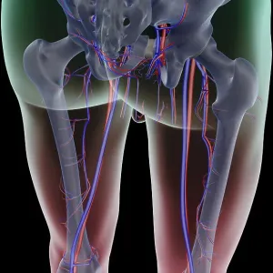 The blood supply of the lower limb