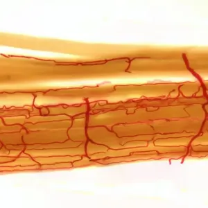 Blood supply to muscles, LM Blood supply to muscles, LM