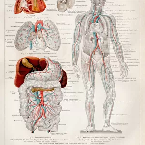 Blood-vessels of the human engraving 1895