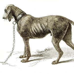 Bloodhound dog engraving 1851
