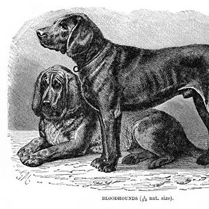 Bloodhound dog engraving 1894