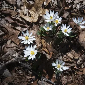Bloodroot in Bloom Print
