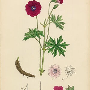 Bloody Cranesbill, Geranium Sanguineum, Victorian Botanical Illustration, 1863