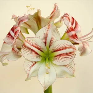 Full bloom Full bloom