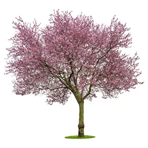 Full bloom pink cherry blossoms or sakura flower tree isolated on white background. High resolution