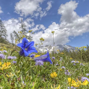 Blooming alpine meadow with Alpine Gentian -Gentiana alpina- at the front, Dachstein Mountains, Salzburger Land, Austria