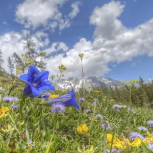 Alpine Gentian Print, Dachstein Mountains Landscape Alpine Gentian Print, Dachstein Mountains Landscape