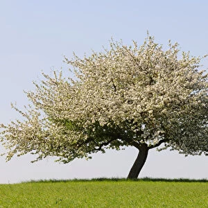 Blooming apple tree in a field, Lower Franconia, Bavaria, Germany, Europe