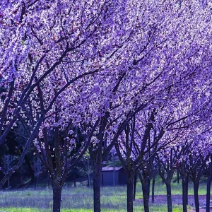 Blooming, Cherry, trees, branches Blooming, Cherry, trees, branches
