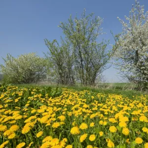 Blooming Dandelions -Taraxacum sect. Ruderalia- and flowering Blackthorn -Prunus spinosa-, Thuringia, Germany