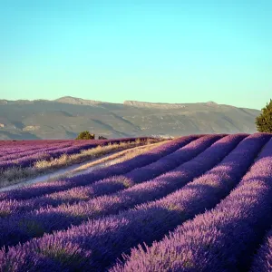 Blooming fields of lavender Blooming fields of lavender